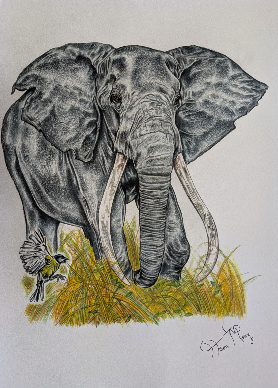 Elephant