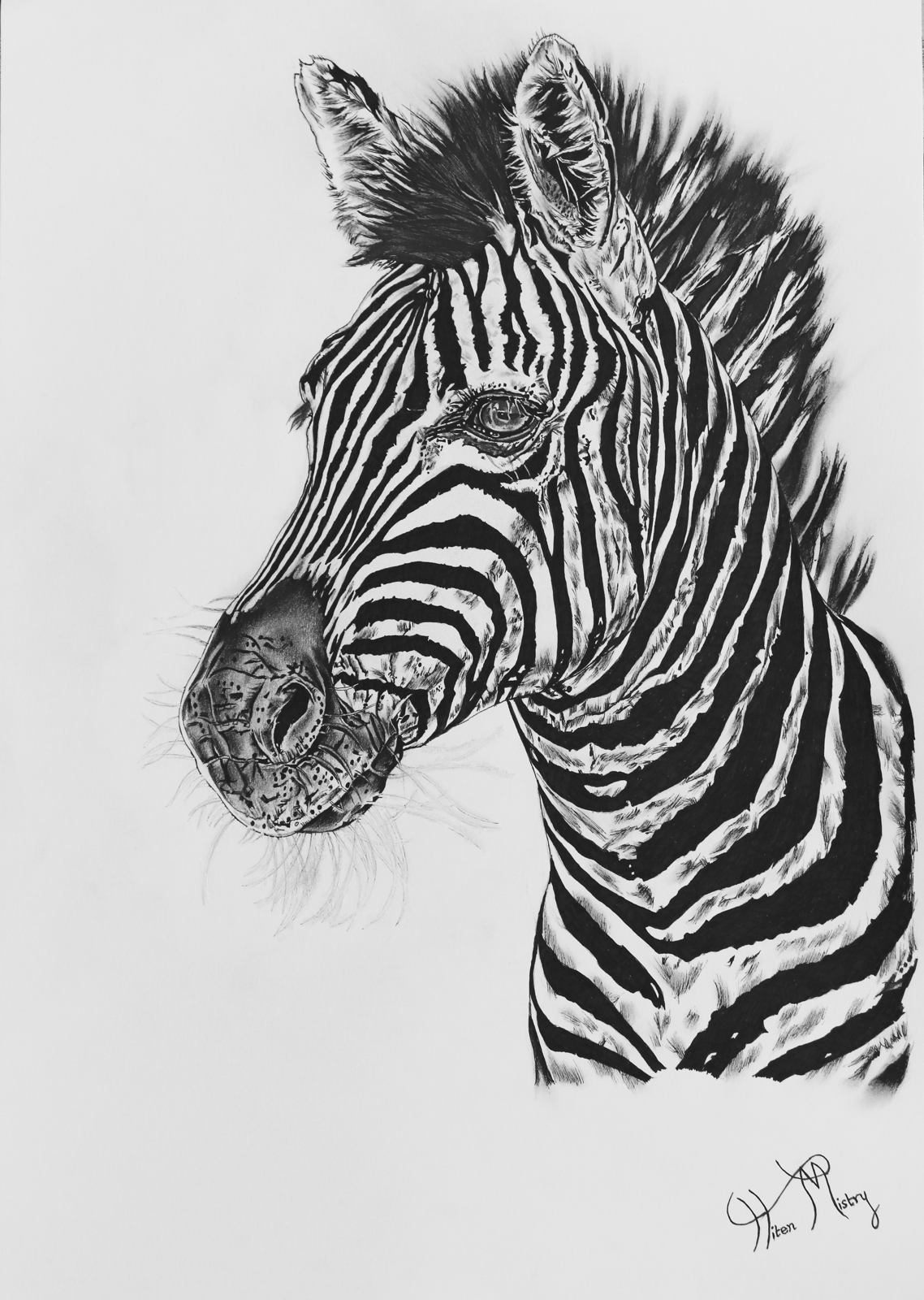 Zebra