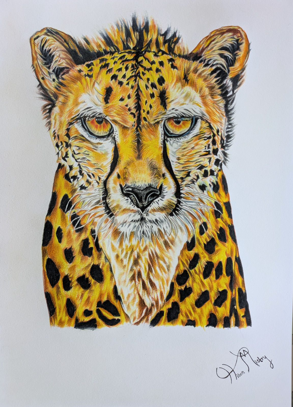Cheetah