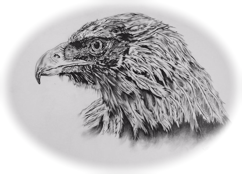 Eagle — colored pencil artwork by Hiten Mistry